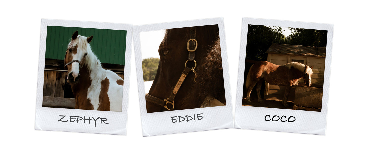 Hope A Horse Tale Rescue | Matt & Nat USA